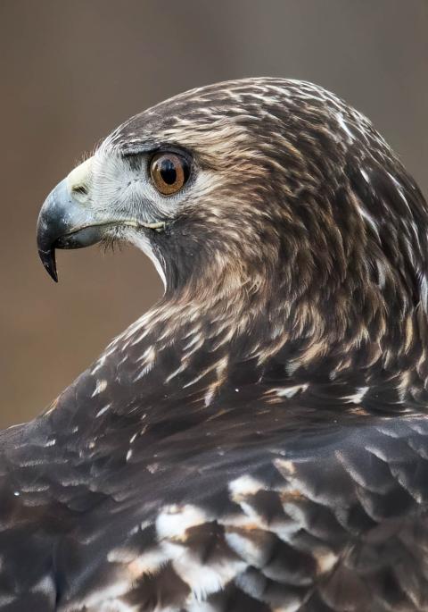 Red-tailed hawk close up