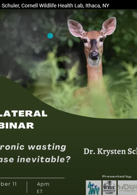 Thumbnail of title slide of TWS presentation