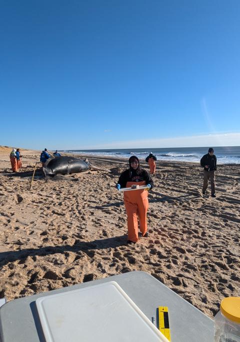 Wildlife residents at marine mammal stranding