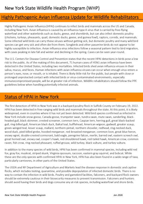 Thumbnail of Rehabber HPAI guidelines