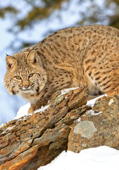 White-tailed deer in field