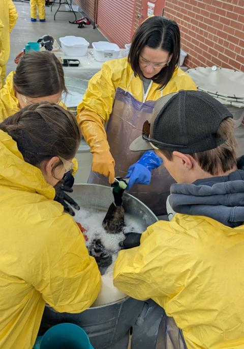 Washing 'oiled' birds