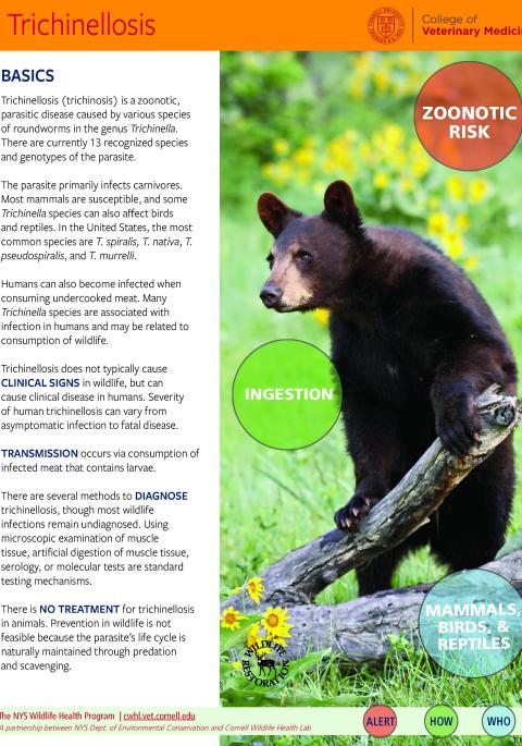 Thumbnail of Trichinellosis fact sheet; click on image to download PDF