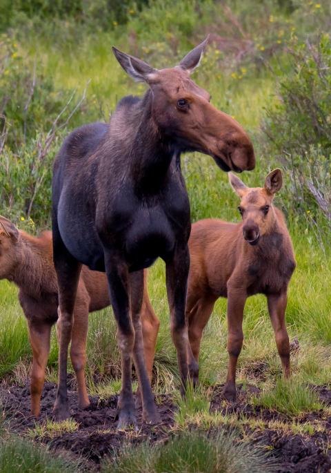 Moose cow with two calves near water