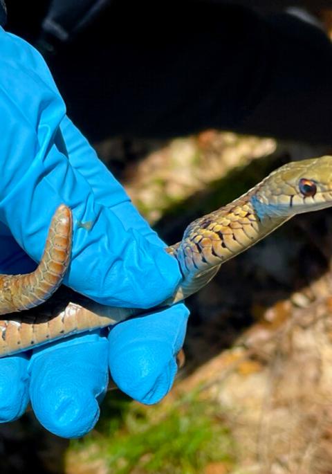 Gartern snake in gloved hand
