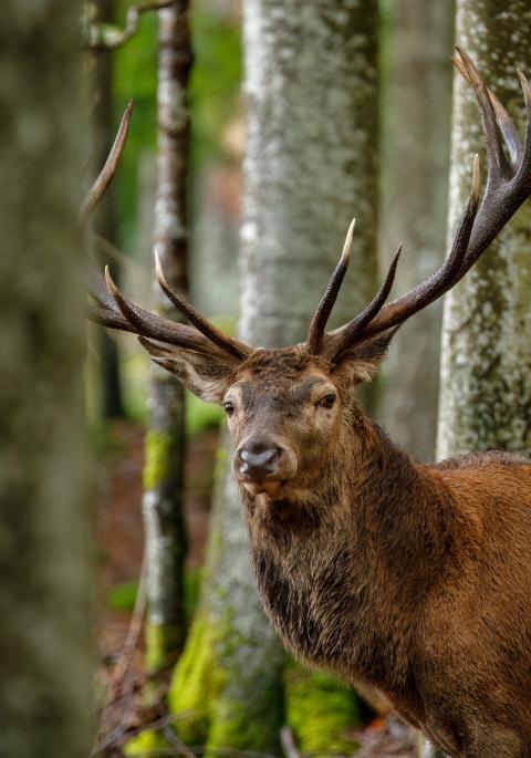 Red deer stag in the forest