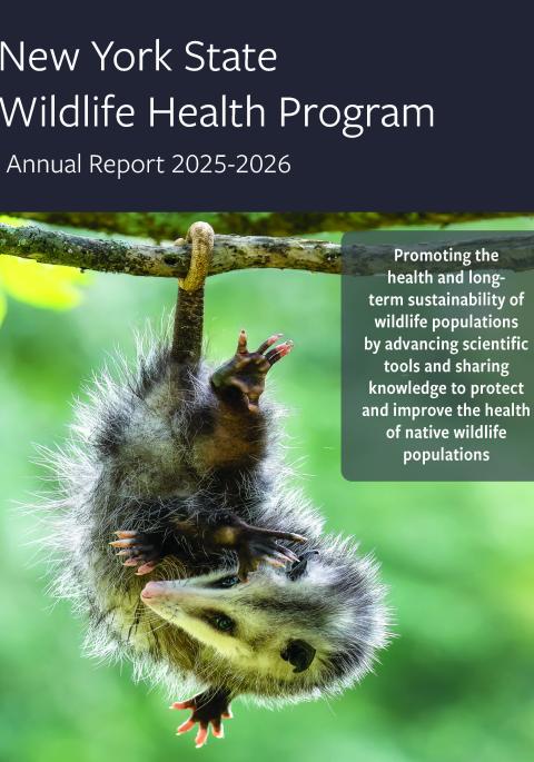 Thumbnail of WHP Annual report 2025-2026