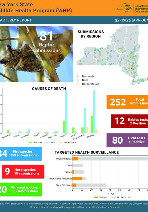 Thumbnail of report for WHP Q2 2026