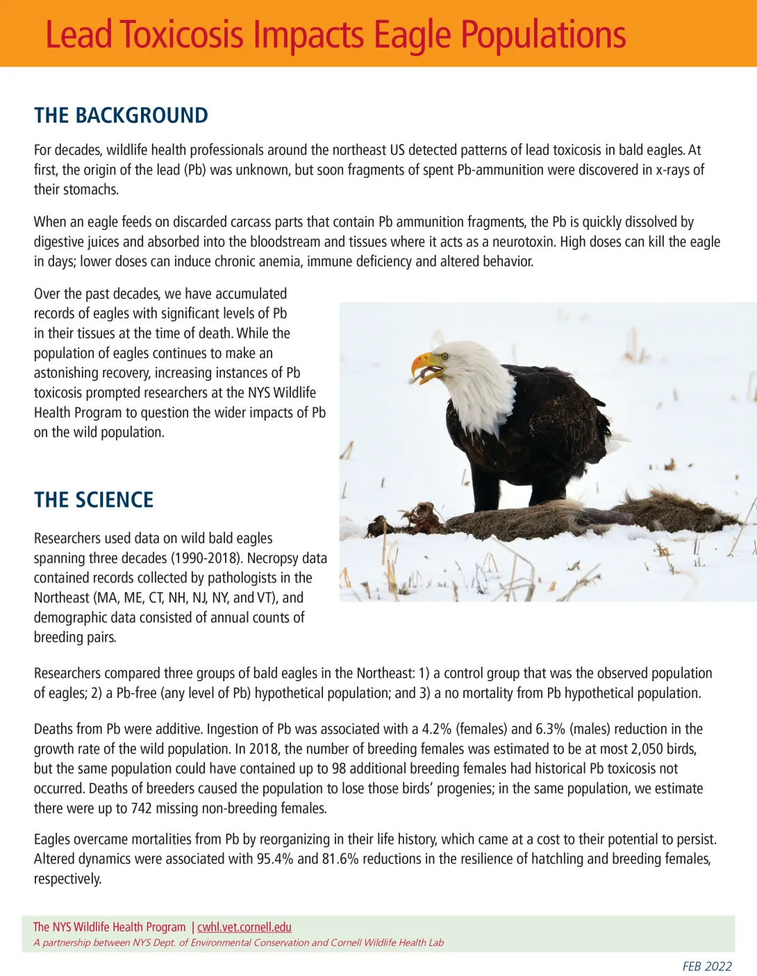 Lead toxicosis impacts eagle populations cover