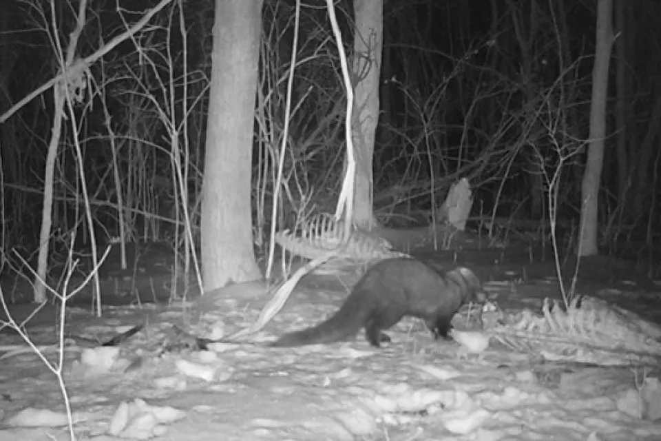 Fisher scavenging a deer carcass