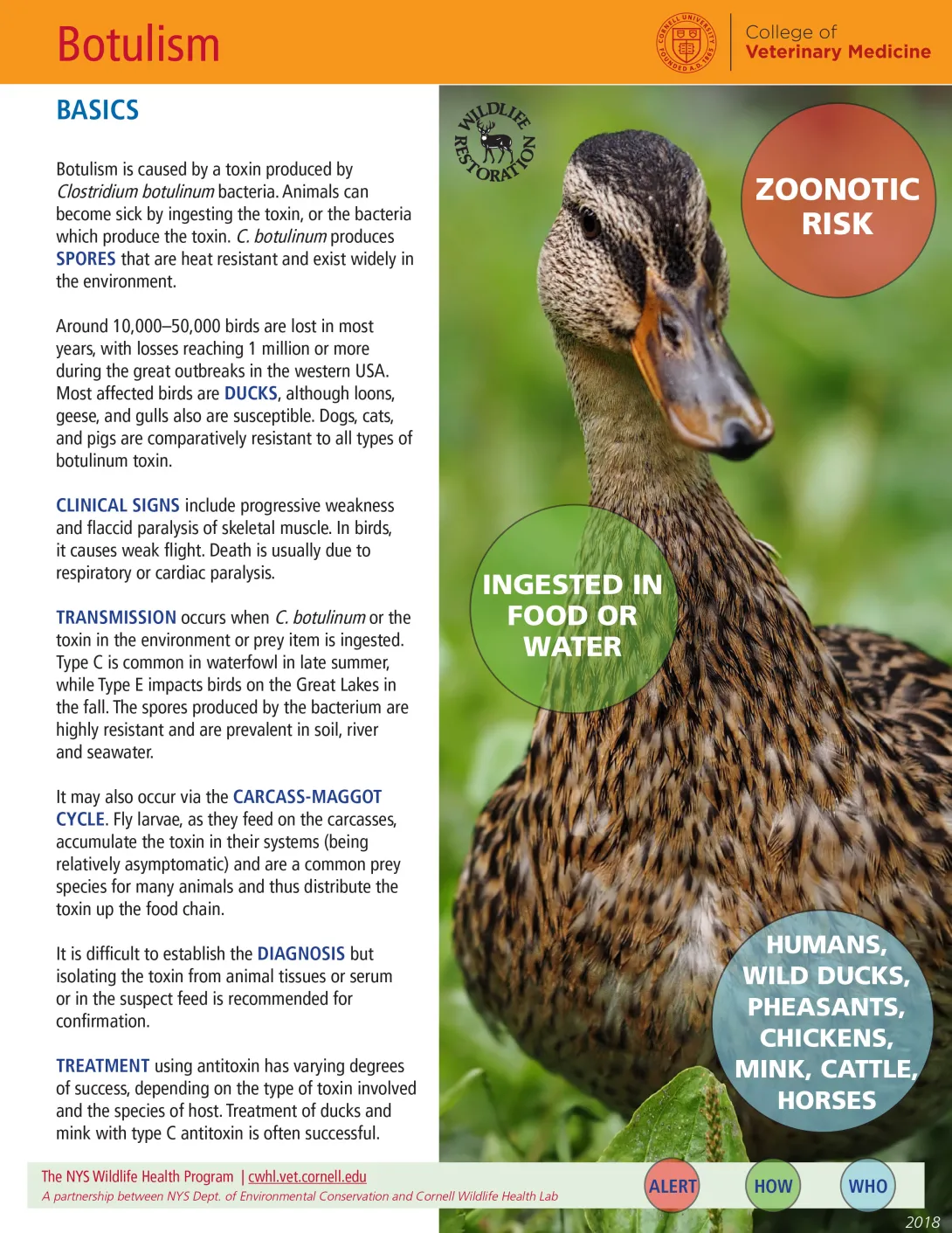 thumbnail of botulism fact sheet
