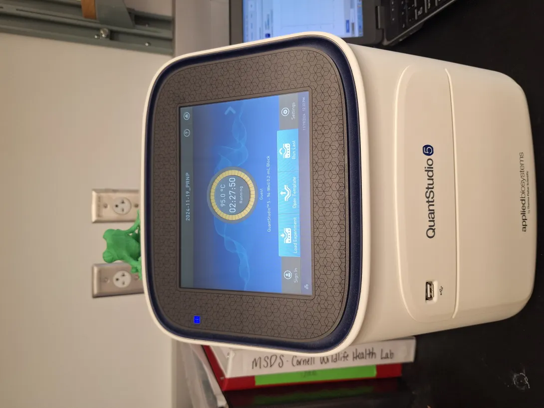 qPCR machine (and green plastic frog mascot) ready for a day of testing in the lab.