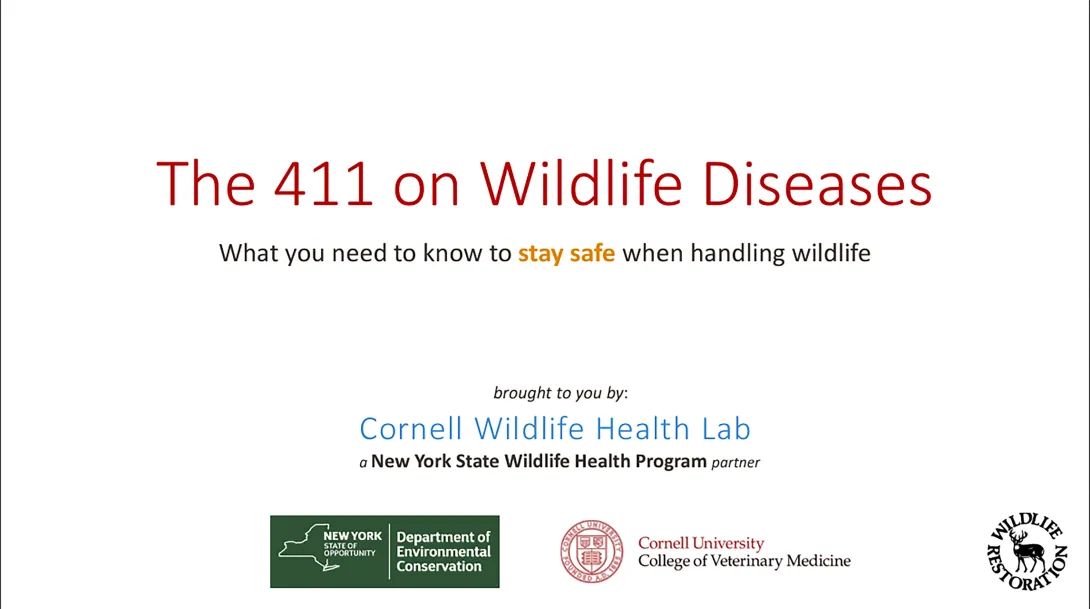 Thumbnail of Wildlife 411 title slide
