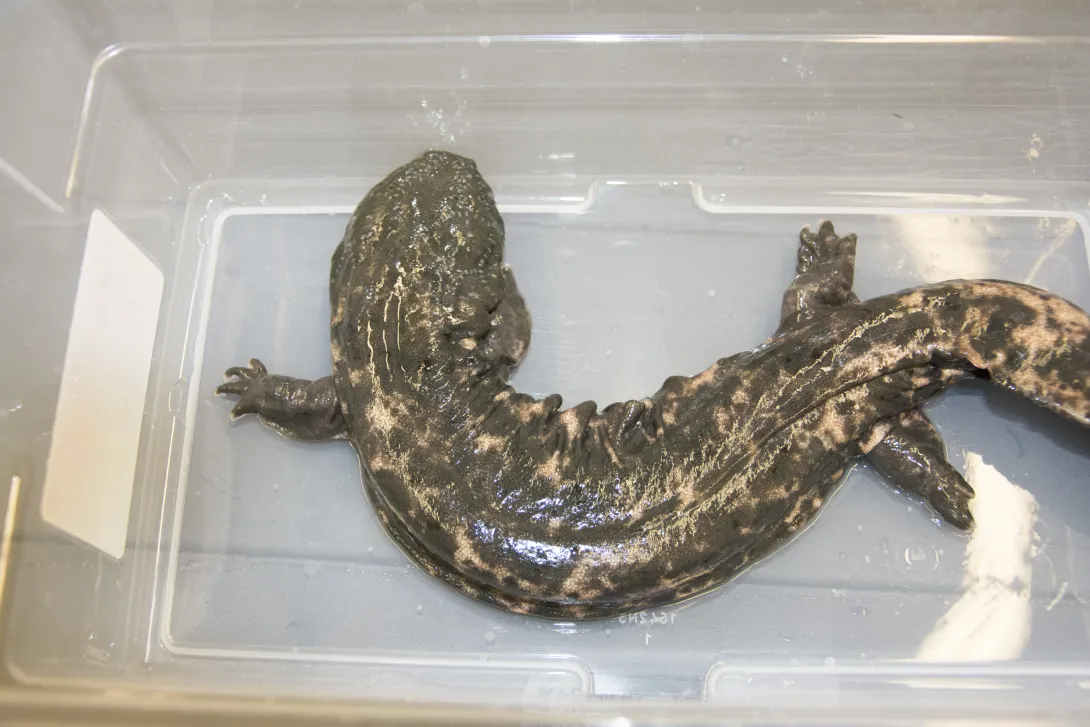 Eastern Hellbender salamander in water in plastic bin