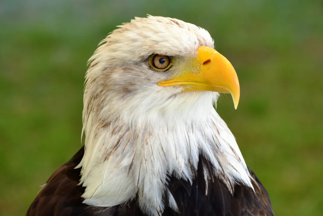 Close up of bald eagle