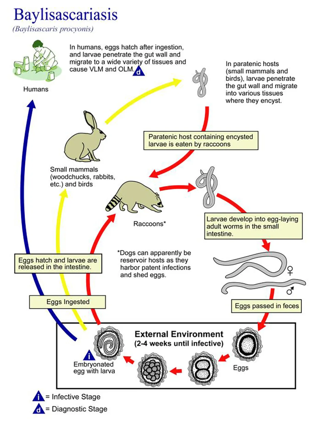 Baylisascariasis host cycle