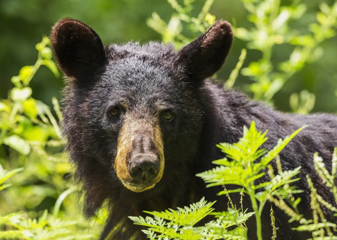 Black bear in the weeds
