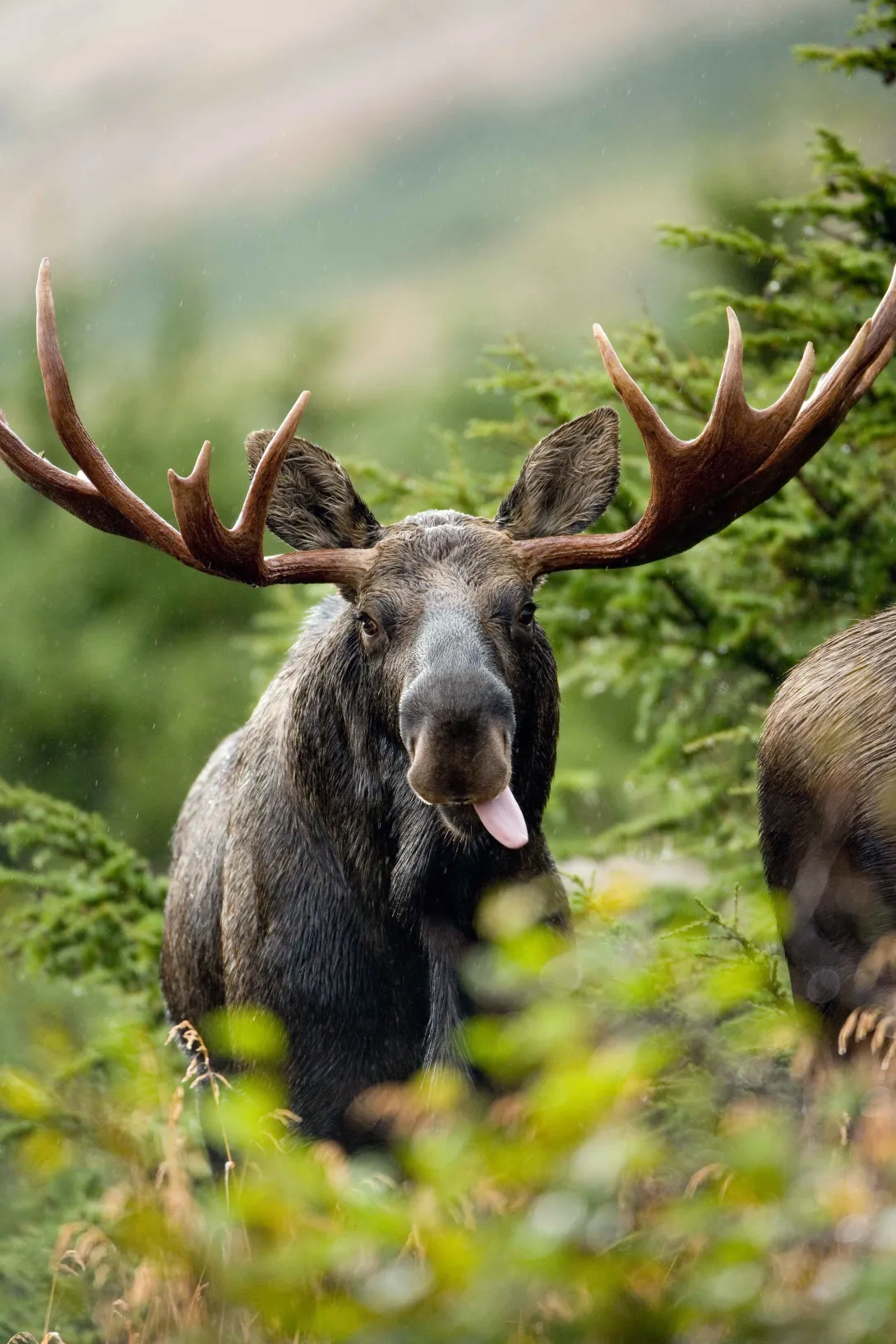 Close up of bull moose with tongue out
