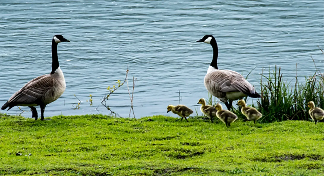 Brood of Canada geese