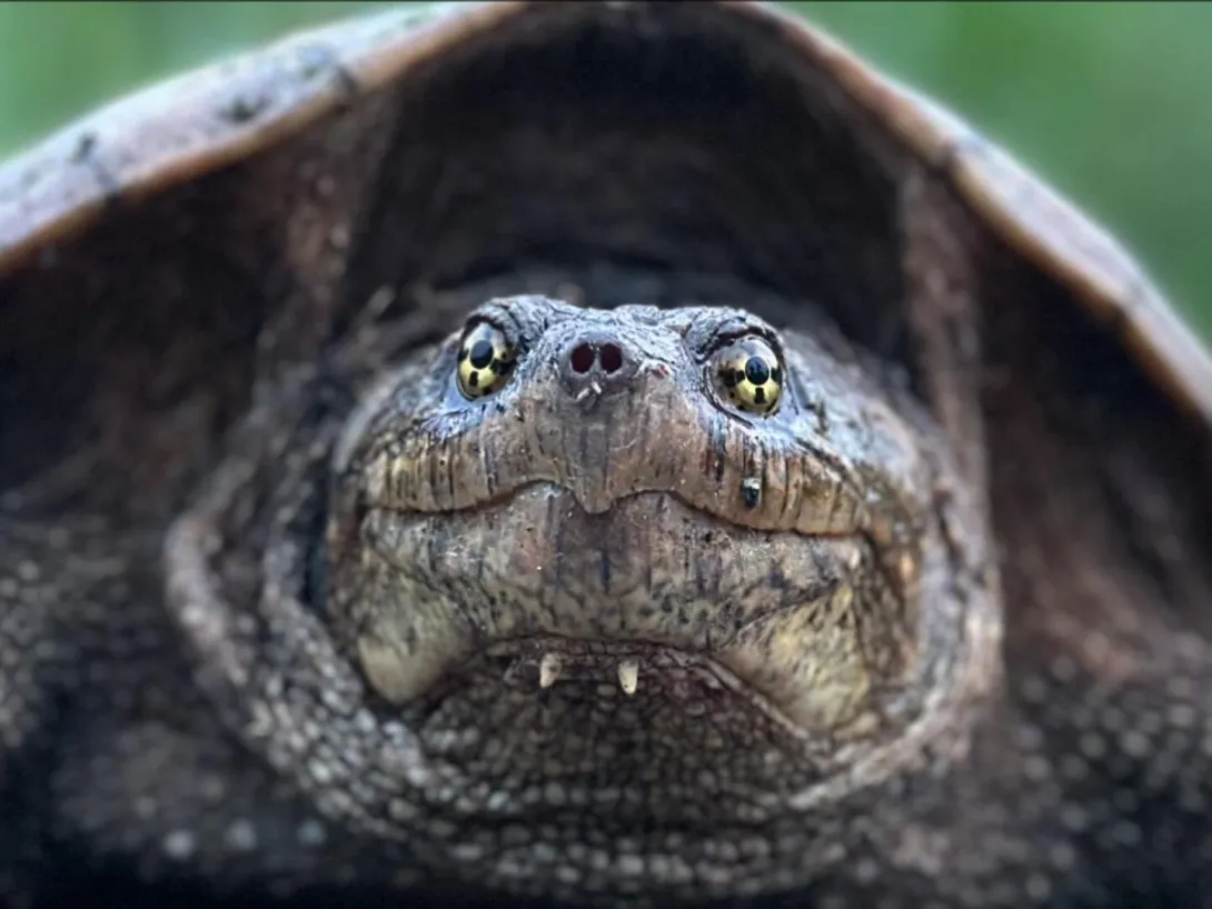 common snapping turtle close up