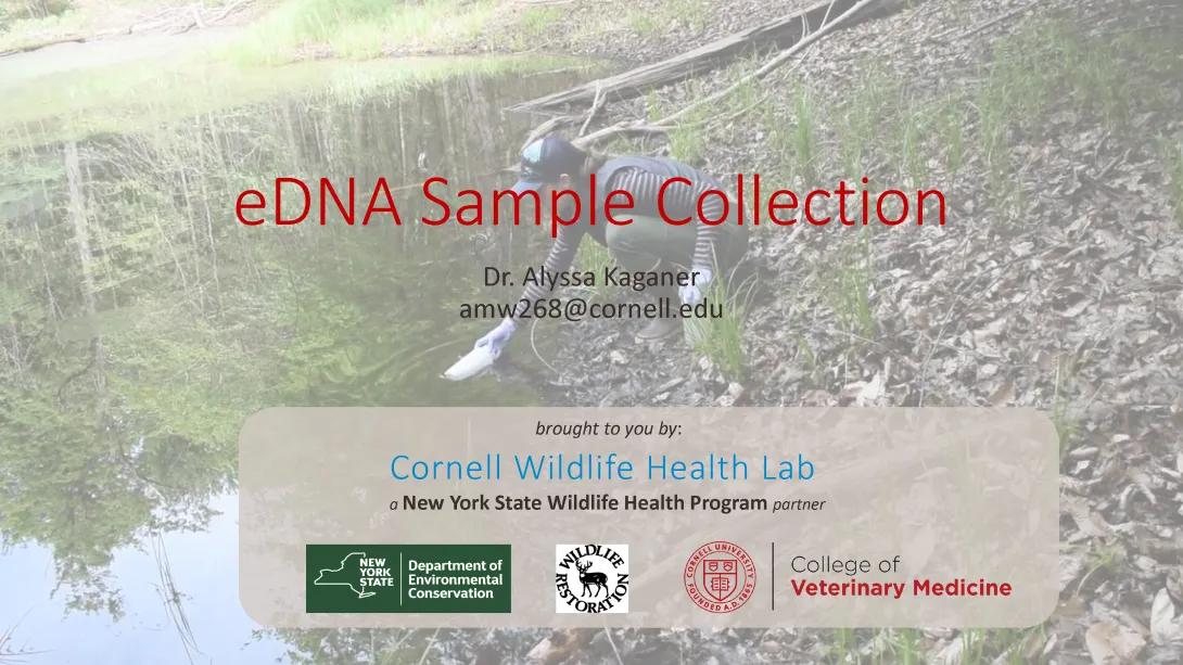 Thumbnail of title slide for eDNA tutorial