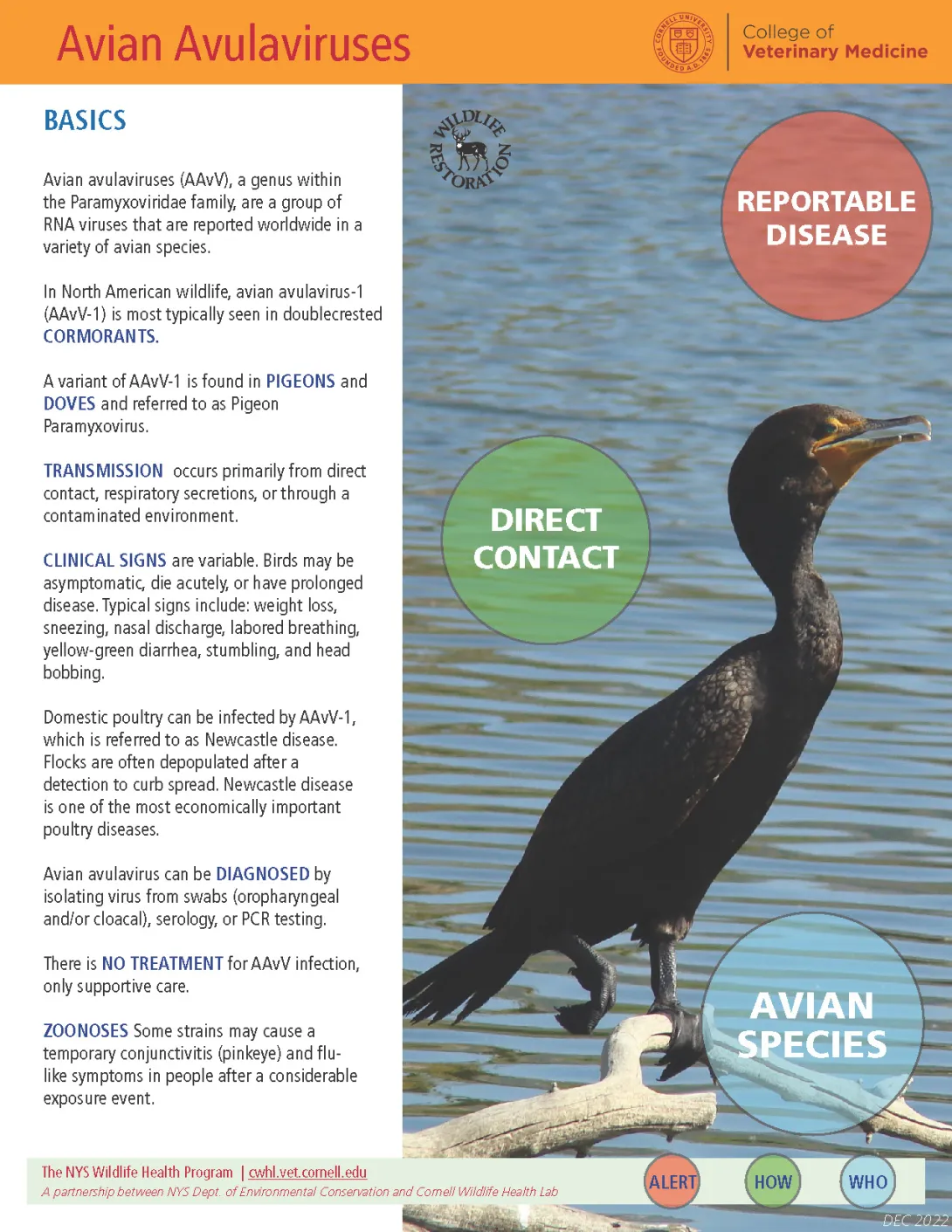 thumbnail of avulaviruses fact sheet