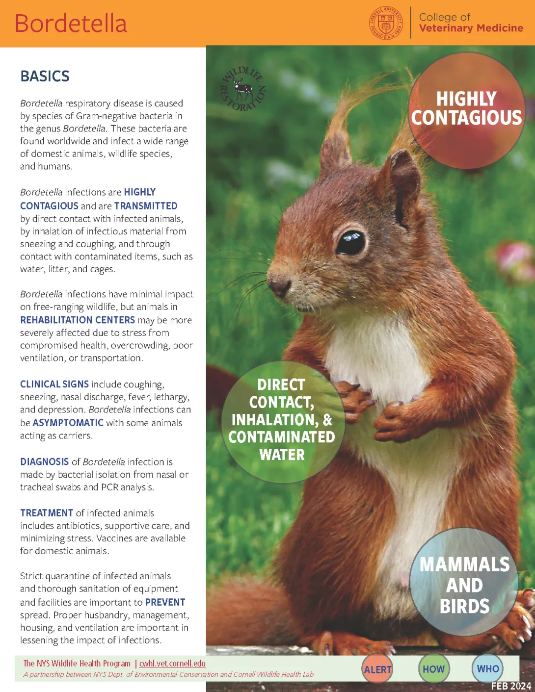 Thumbnail of bordetella fact sheet 