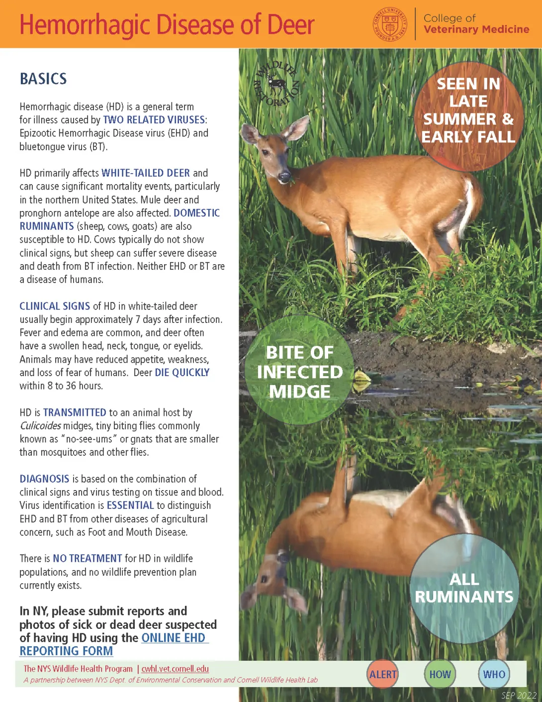 thumbnail of HD fact sheet