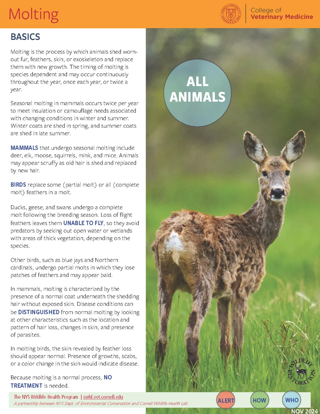Thumbnail of molting fact sheet