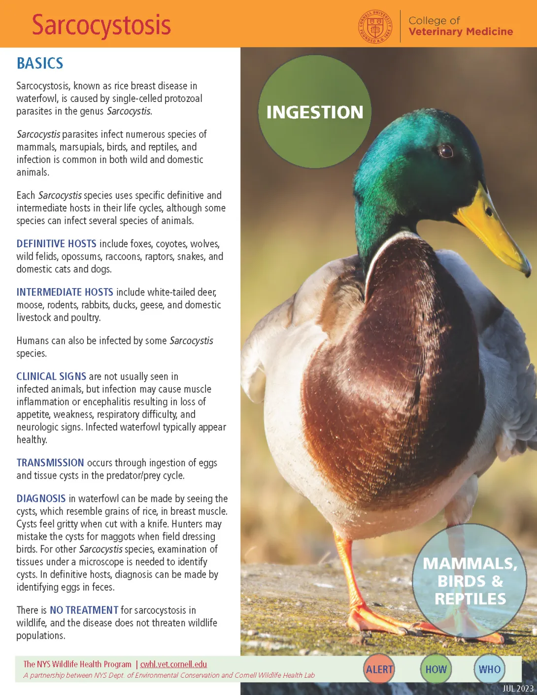 thumbnail of sarcocystosis fact sheet