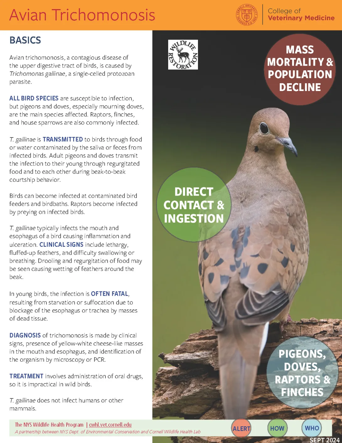 Thumbnail of Trichomonosis fact sheet