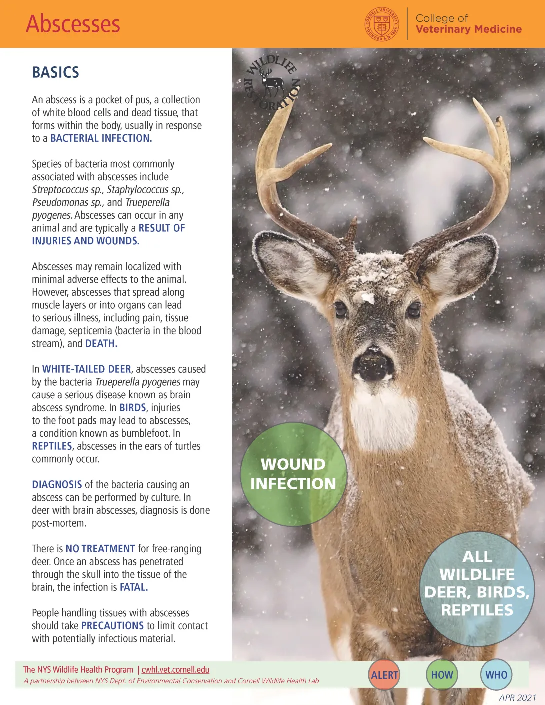 thumbnail of abscess fact sheet