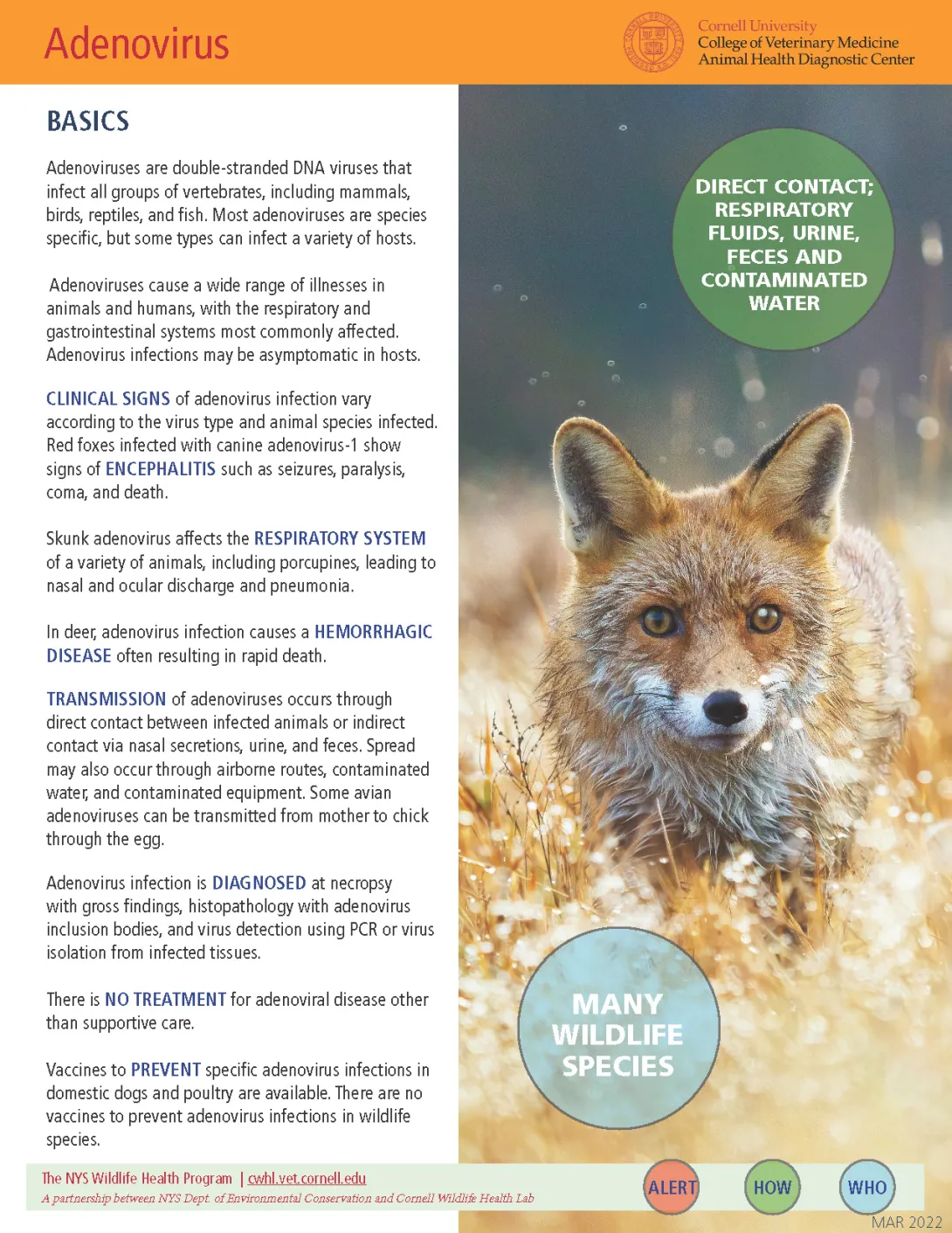 thumbnail of adenovirus fact sheet