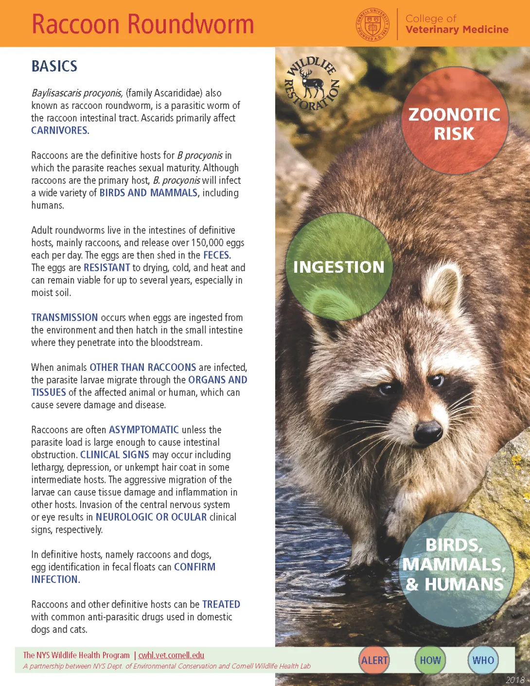 Thumbnail of Raccoon roundworm fact sheet 
