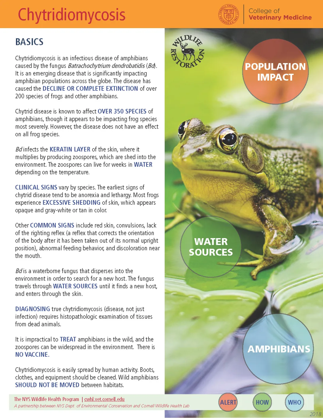 Thumbnail of Bd fact sheet; click on image to download PDF