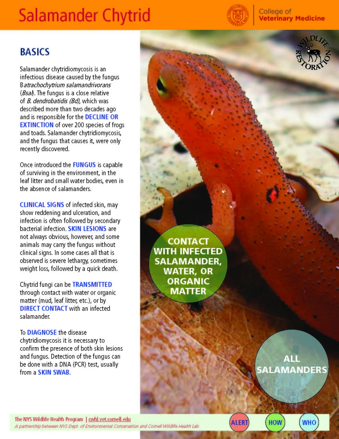 thumbnail of BSal fact sheet