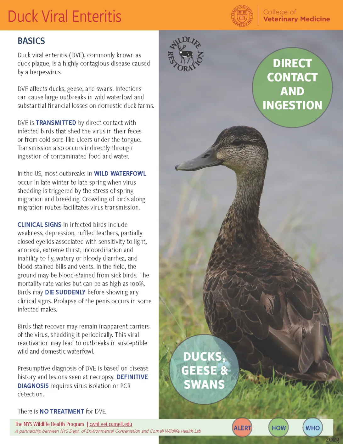 thumbnail of DVE fact sheet