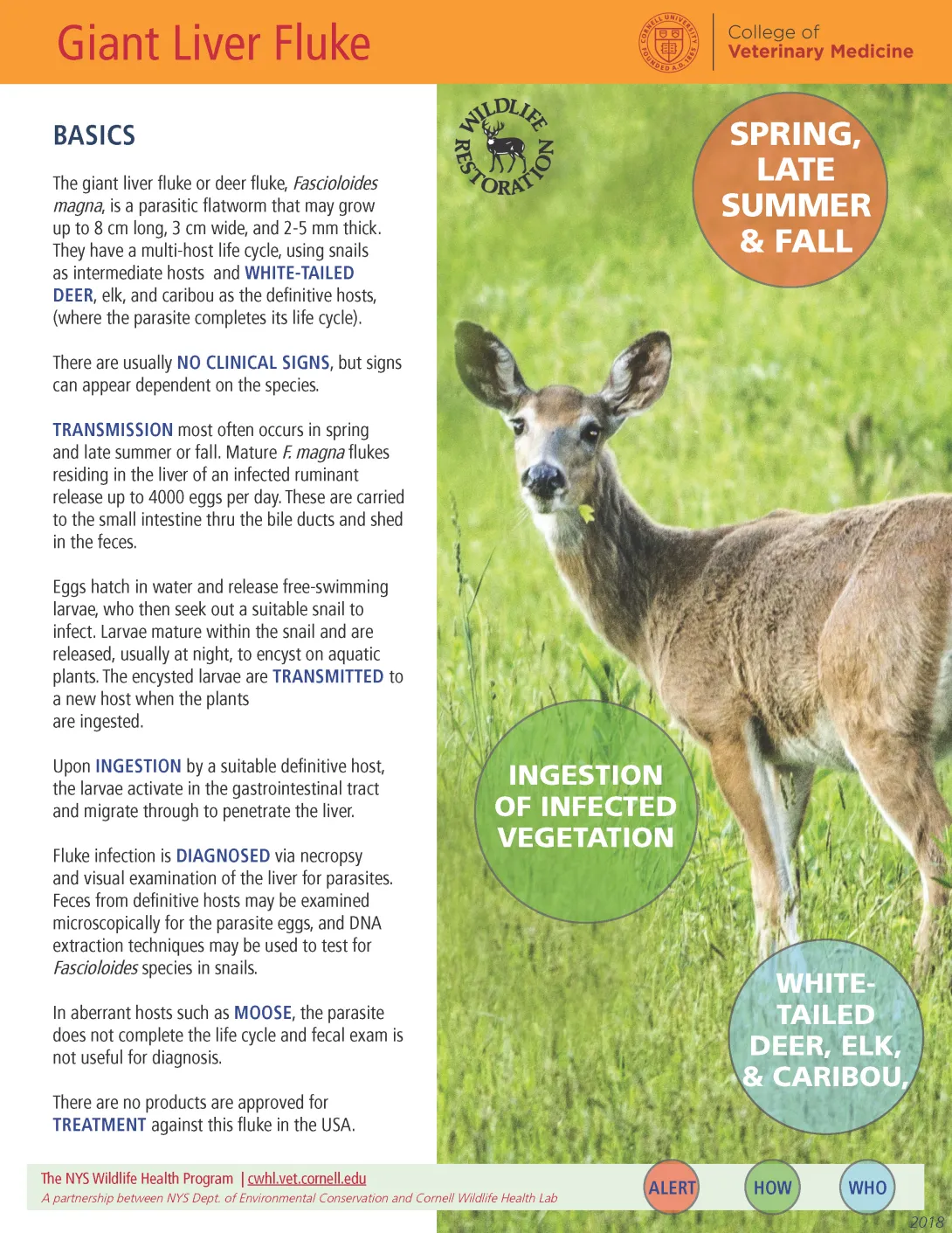 thumbnail of Liver Fluke fact sheet