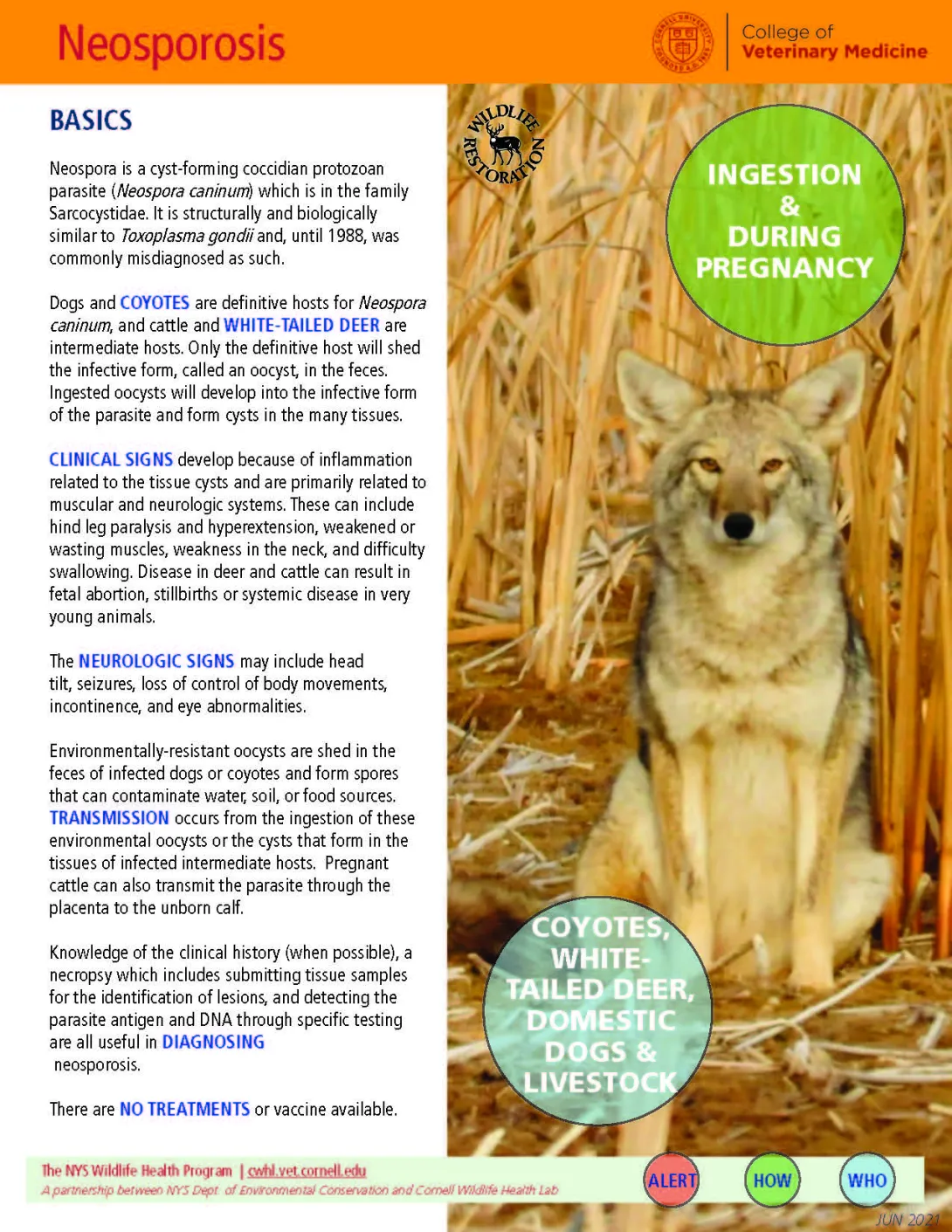 thumbnail of neosporosis fact sheet