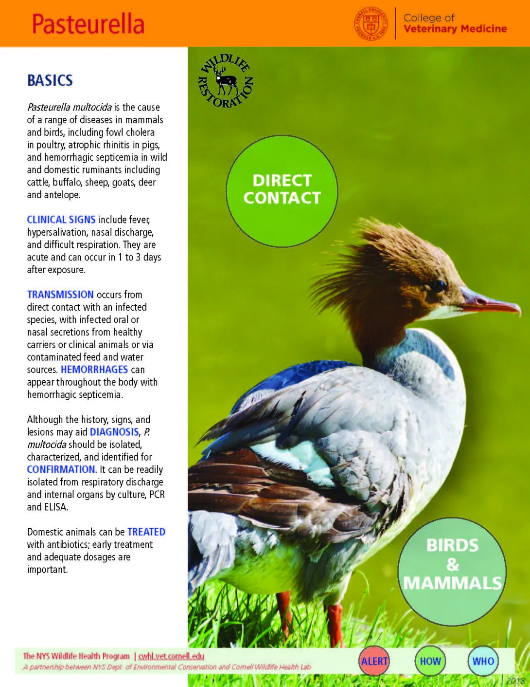thumbnail of pasteurella fact sheet