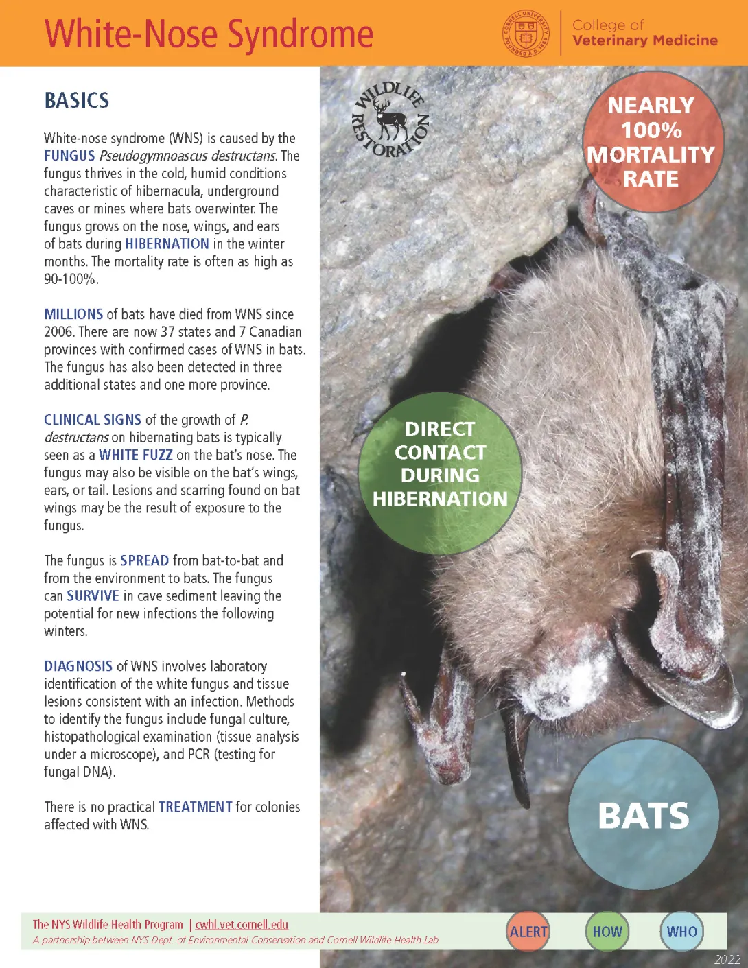 thumbnail of WNS fact sheet