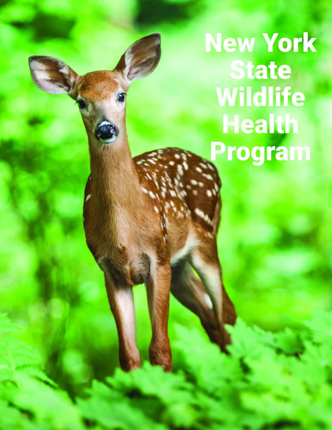 Thumbnail of NYS WHP Program Overview 2017