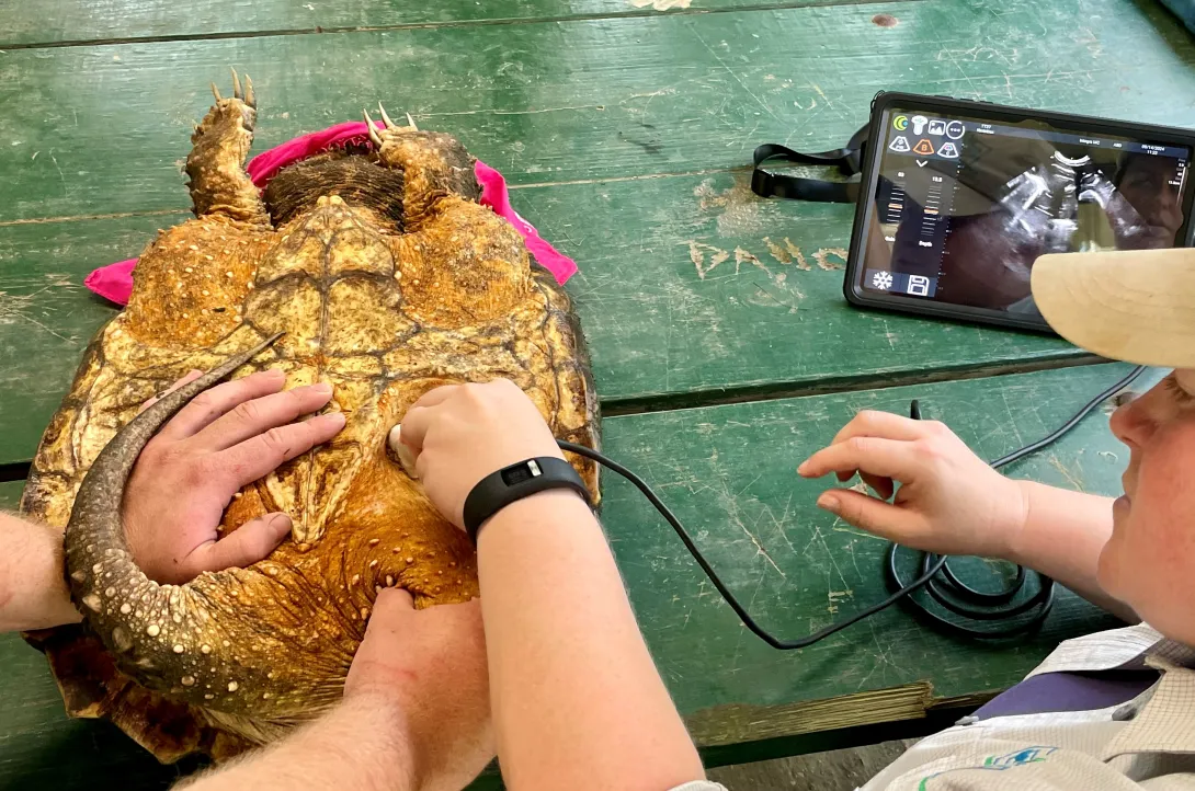 Diagnostics, like an ultrasound, help evaluate the health of the individual turtles.