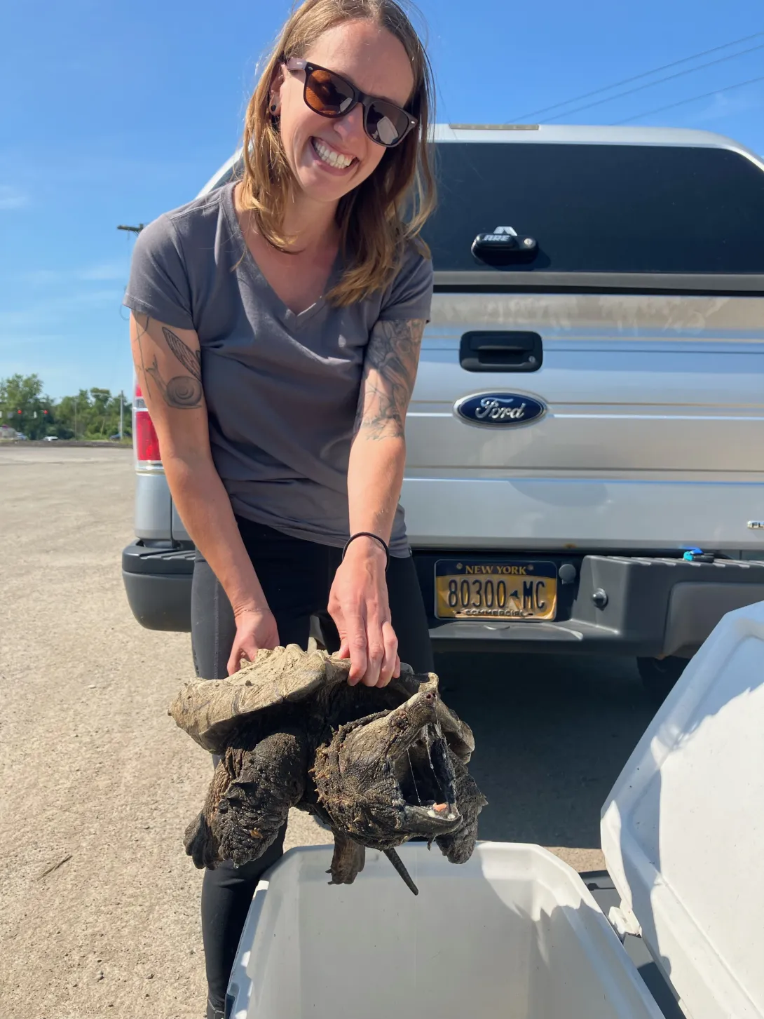 Melissa Fadden collecting the alligator snapping turtle and getting her ready to transport to Janet L. Swanson Wildlife Hospital.