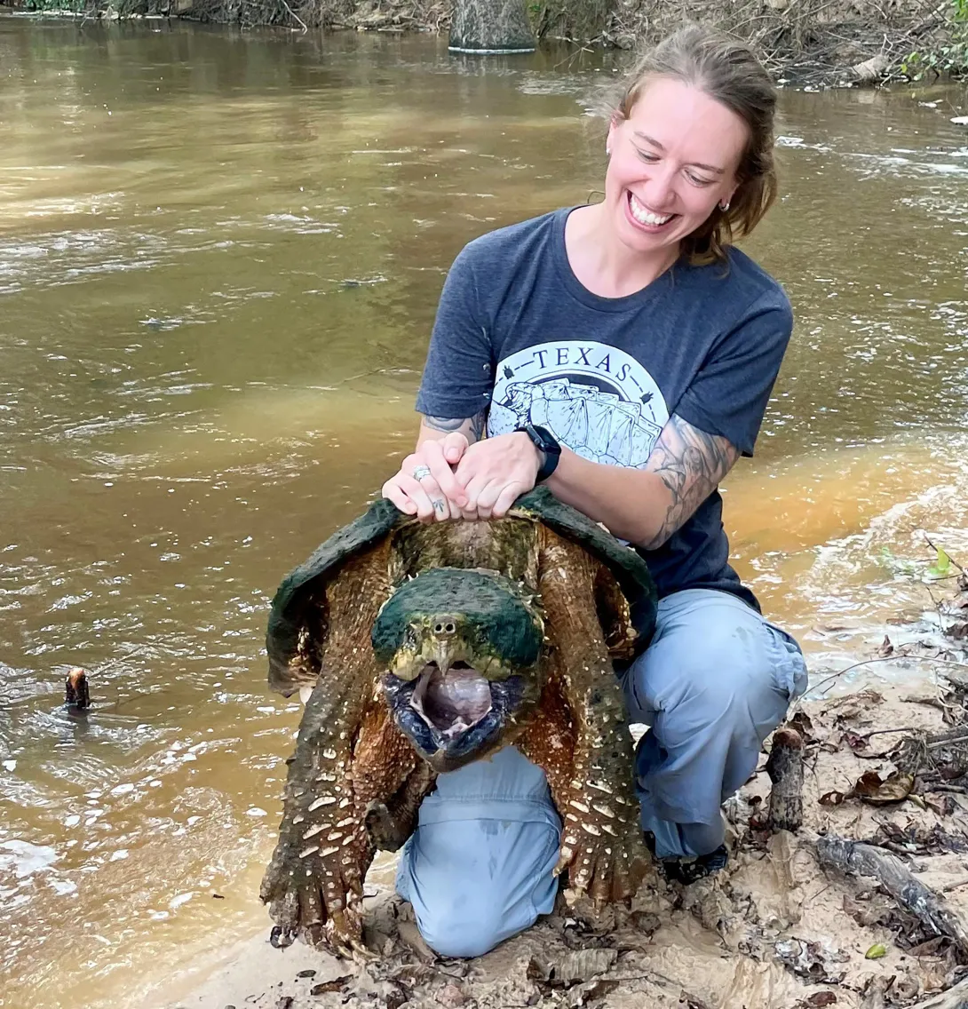 Alligator snapping turtle held by a person with mouth agape