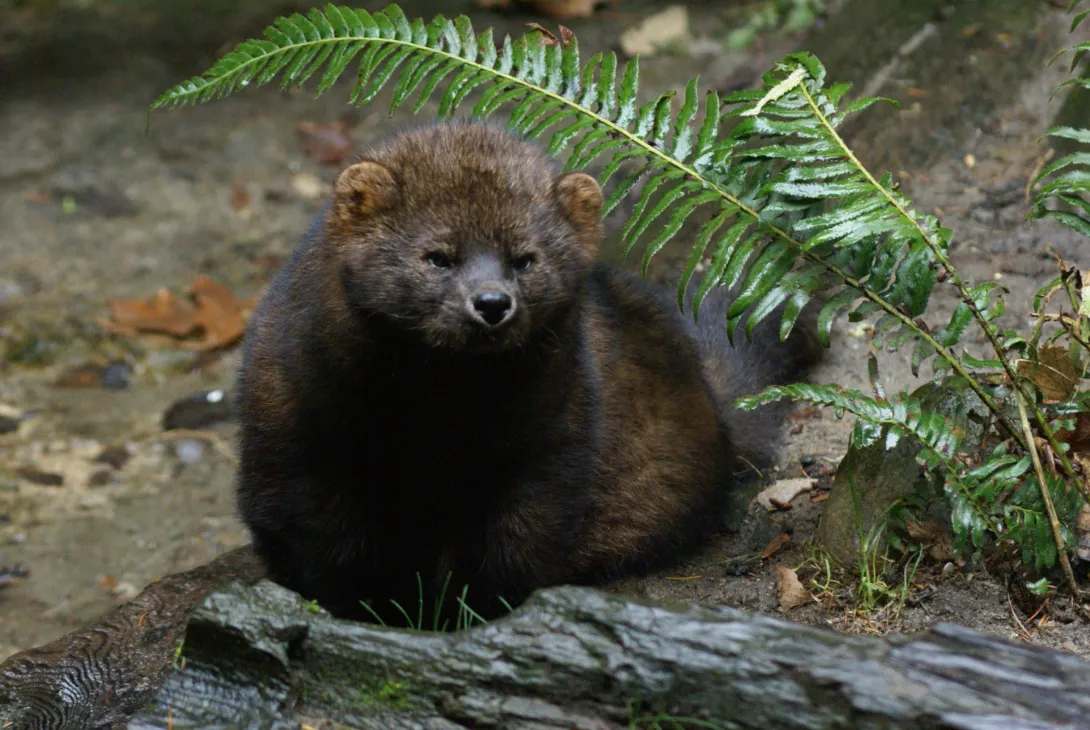Adult fisher close up in the forest