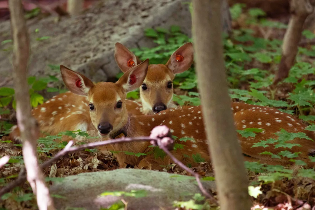 A pair of white-tailed deer fawns laying in the woods