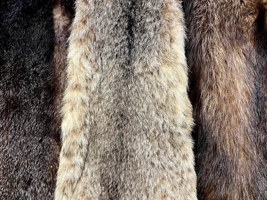 Close up of fur pelts from assorted furbearers