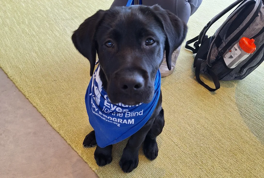 A Guiding Eyes for the Blind puppy in the program, attending weekly foundations classes.