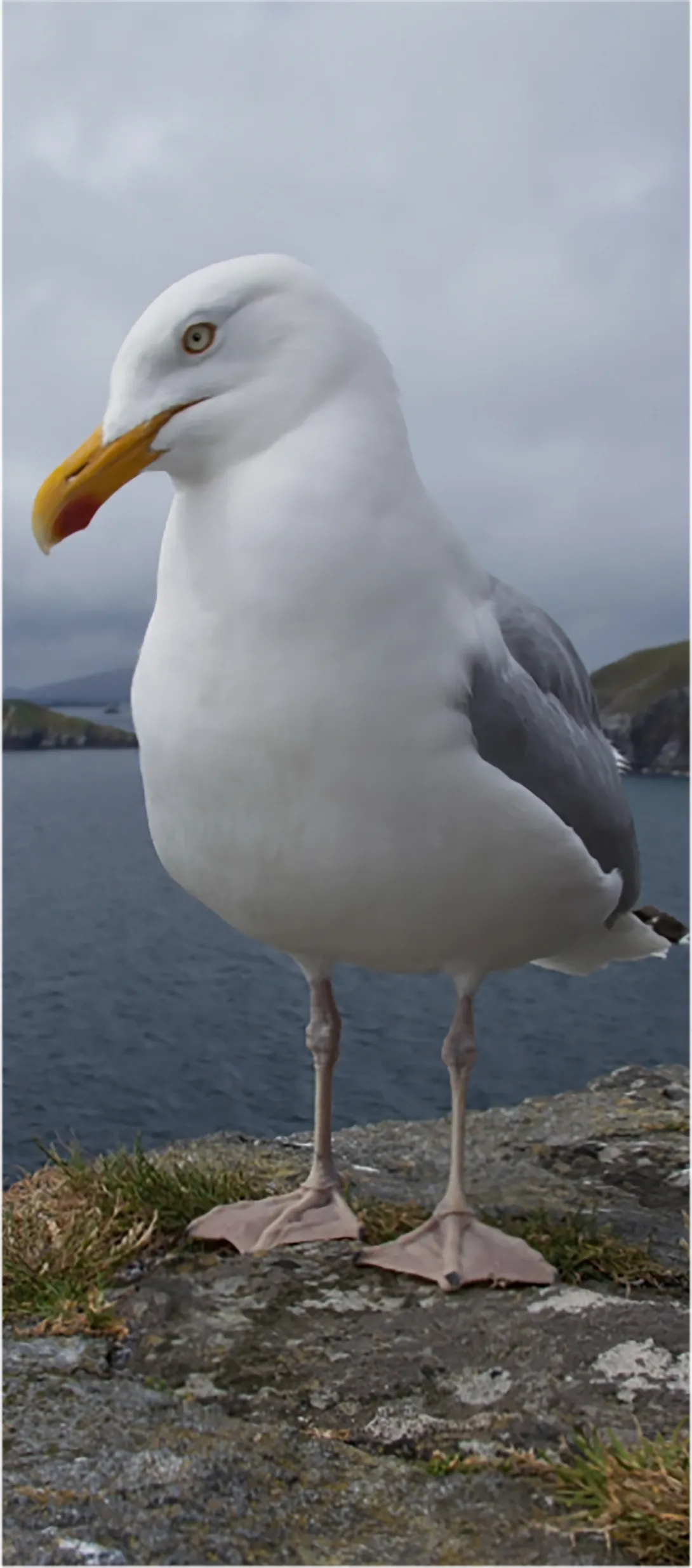 Gull standing on rock
